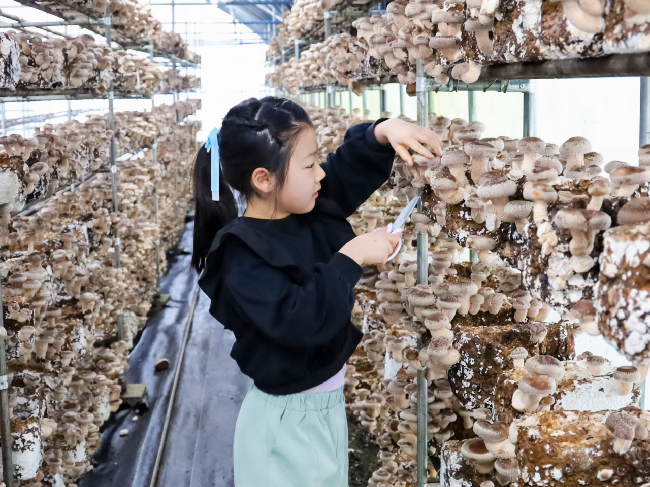 自慢の肉厚しいたけは純国産で有機のものです(^^♪