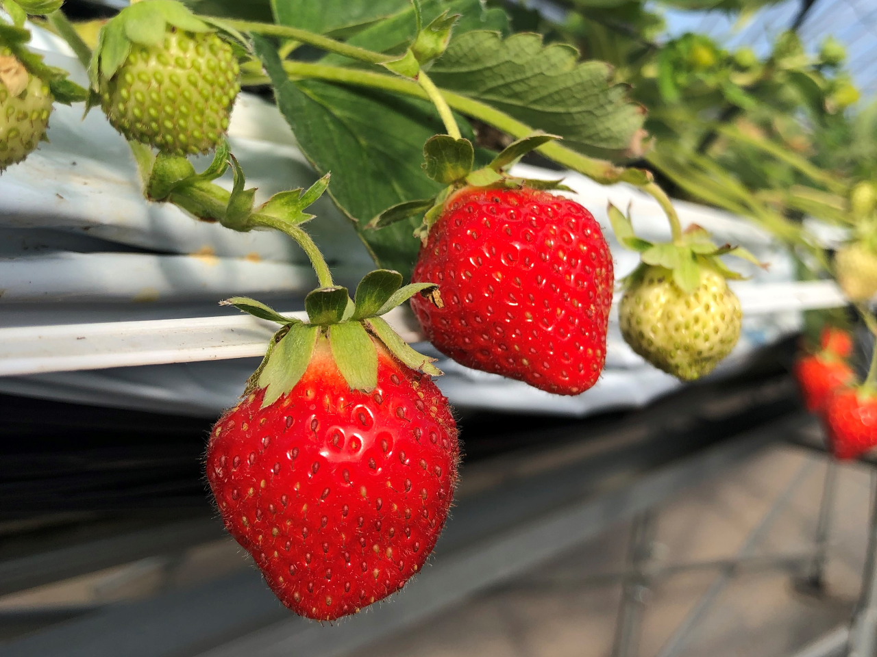 �̂ꂽ�Ă������̃W���[�V�[���Ɋ������Ă���������