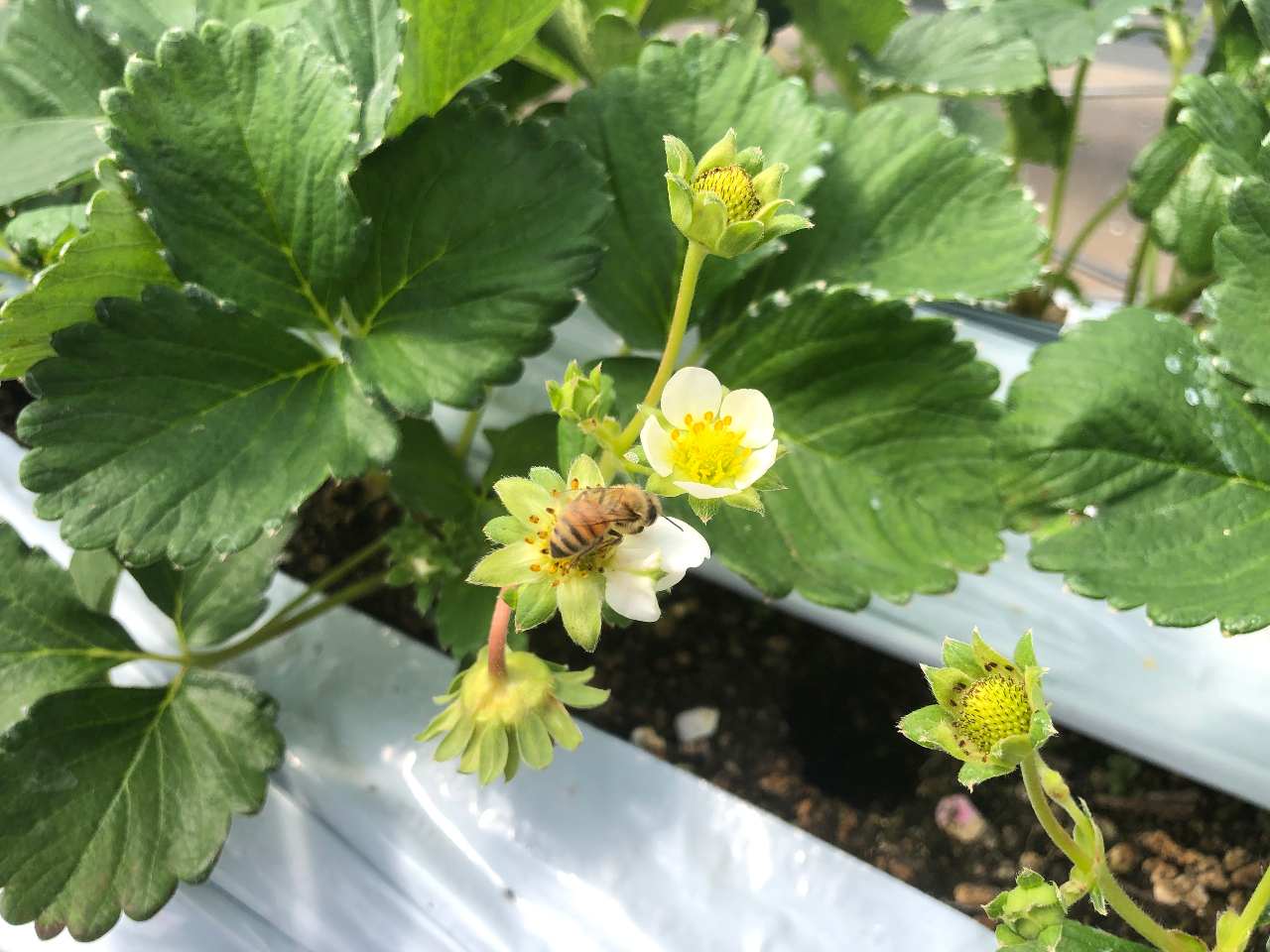 �������̂̎󕲃~�c�o�`����I�D����������Ă����ĂˁI