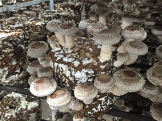 自慢の肉厚しいたけは純国産で有機のものです(^^♪