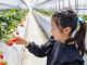 高設栽培なので楽々収穫できます♪