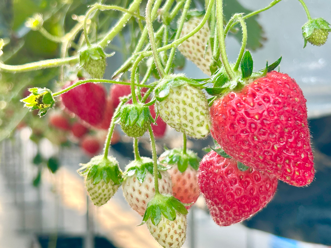 那須高原でいちご狩りを楽しめます!(^^)!