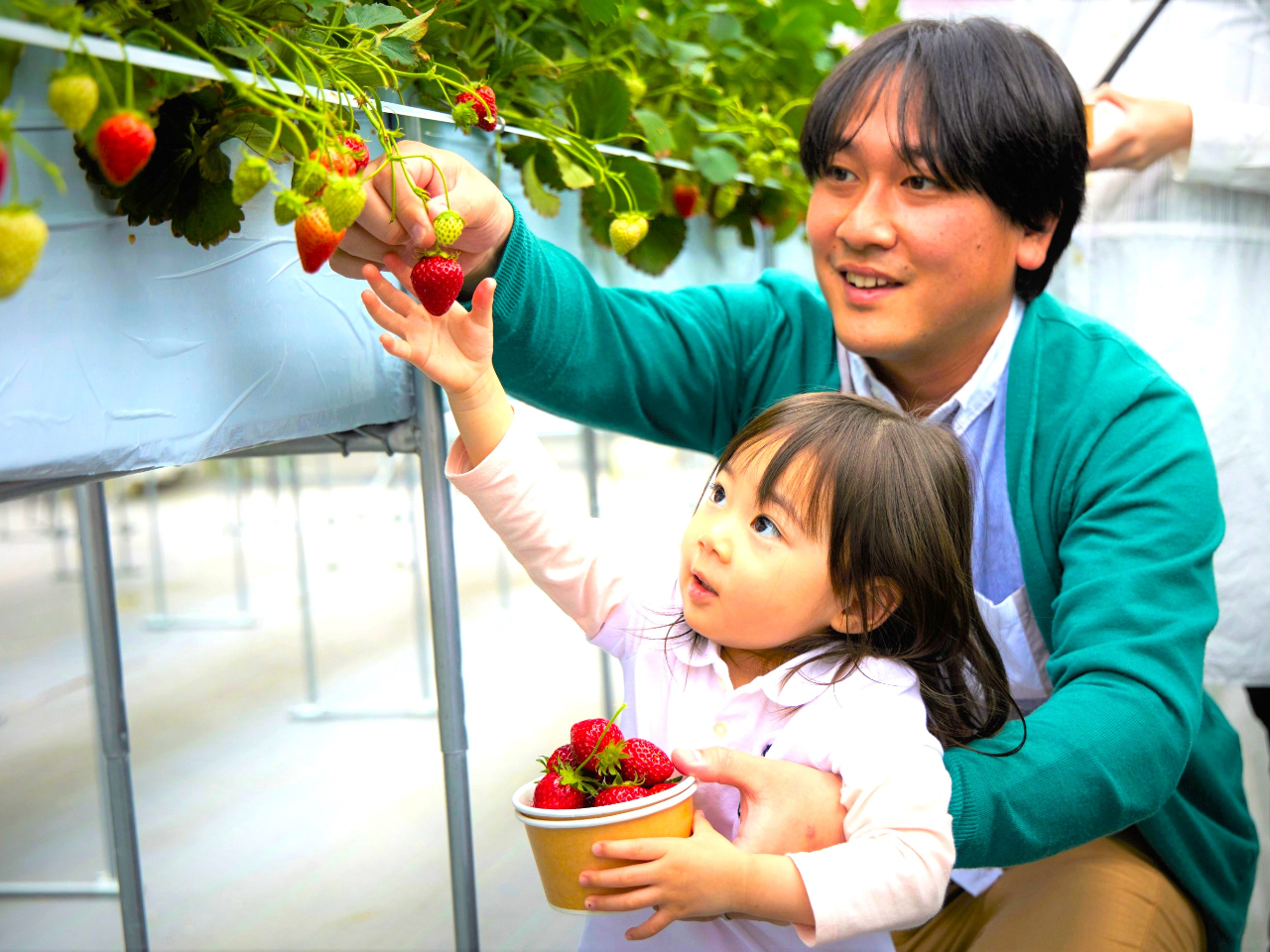 高設栽培で靴も汚れず、お子様も目の前にあるいちごに大喜び\(^_^)/