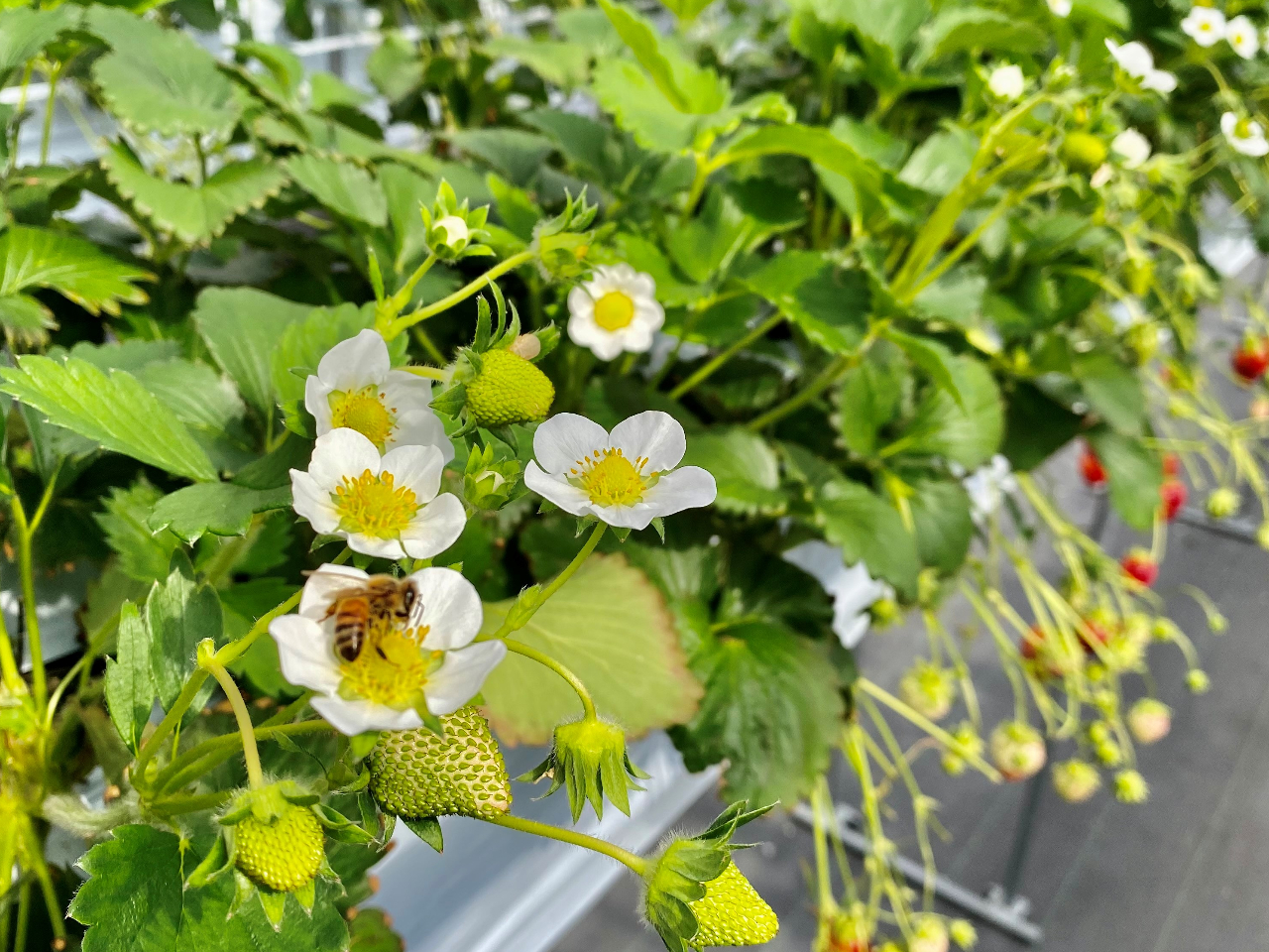 花もかわいい♪ミツバチがいちご作りのお手伝い。