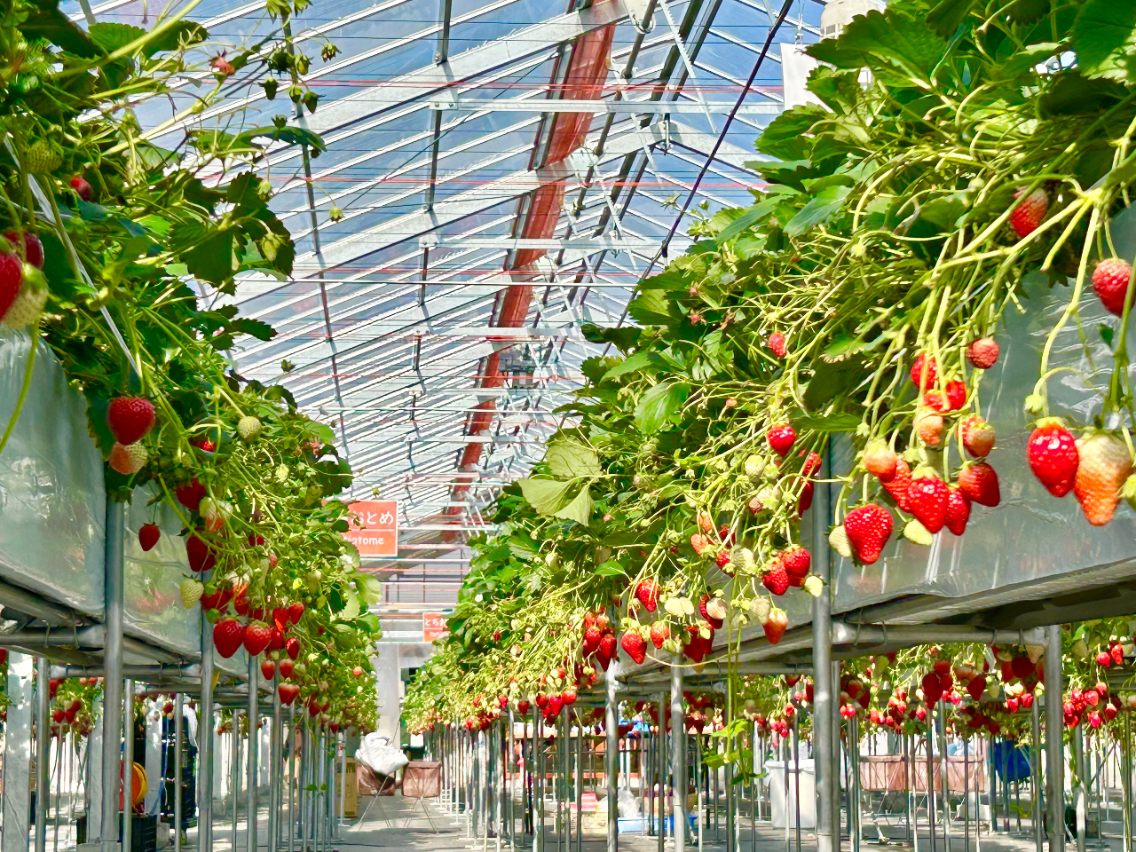 最盛期!一度しゃがんで見てください。素晴らしい眺めです。