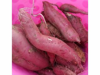 秋野菜の収穫体験!時期によって収穫できる野菜が異なる場合がございます。