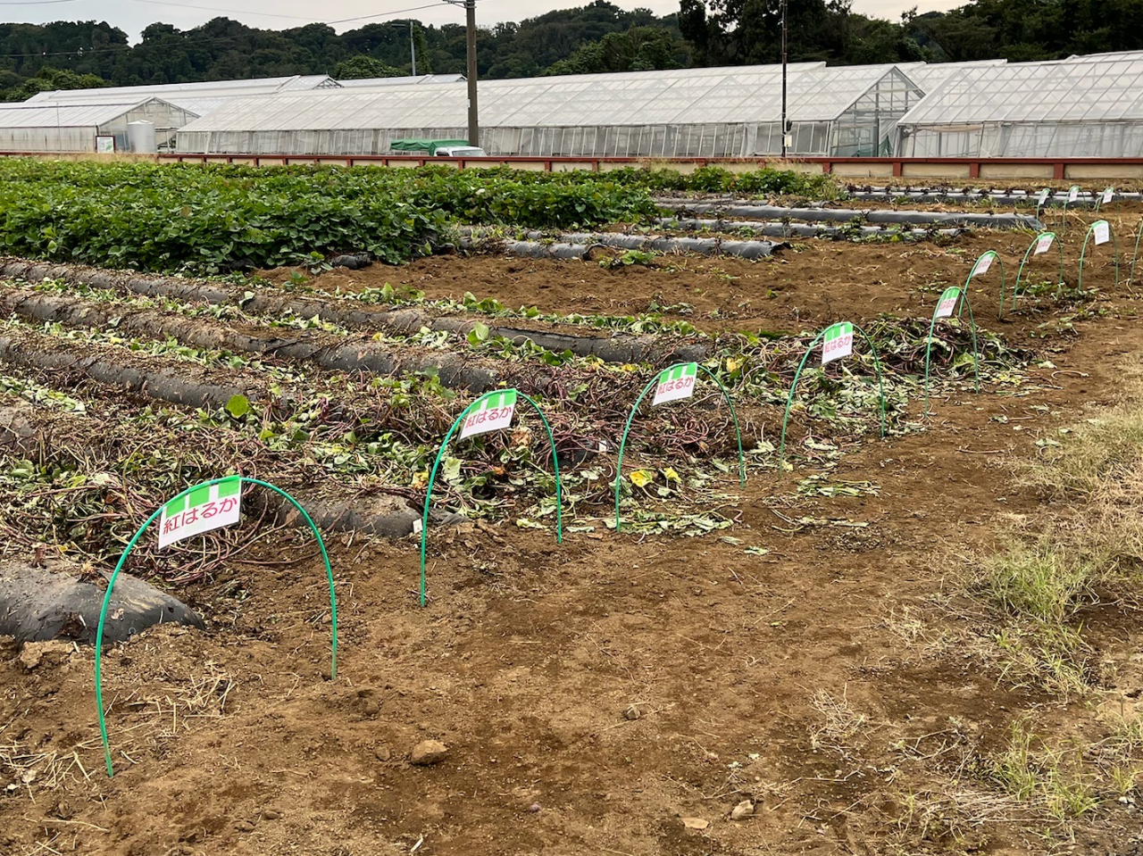 ツルは事前に刈ってあります