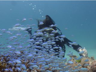 うるまバリアリーフでダイビング船はわずか2隻、こんなシーンもゆっくりとのんびり体験できます