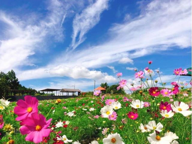 23年開催予定 コロナ対策中 世羅郡 香山ラベンダーの丘 入園チケット 香山ラベンダーの丘 じゃらん遊び体験 23年開催予定 コロナ対策中 世羅郡 香山ラベンダーの丘 入園チケット 香山ラベンダーの丘 じゃらん遊び体験