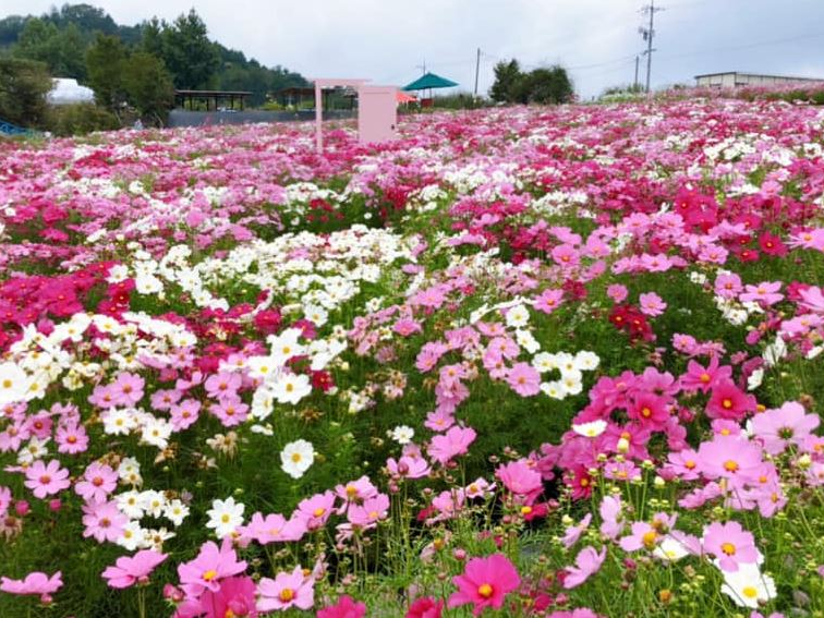 23年開催予定 コロナ対策中 世羅郡 香山ラベンダーの丘 入園チケット 香山ラベンダーの丘 じゃらん遊び体験 23年開催予定 コロナ対策中 世羅郡 香山ラベンダーの丘 入園チケット 香山ラベンダーの丘 じゃらん遊び体験