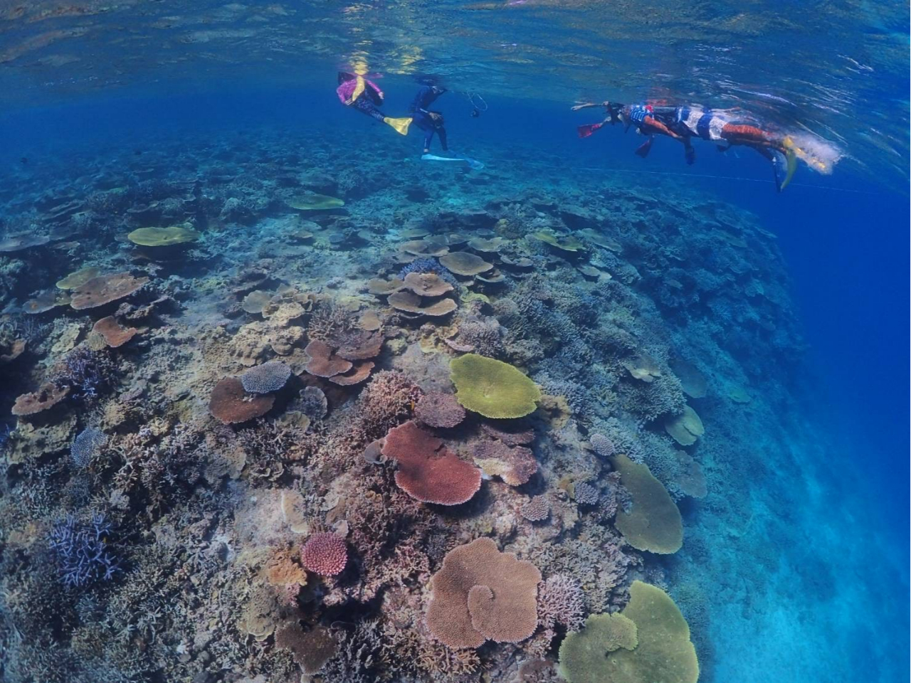 {ő勉̃TSʂƋɉj܂I