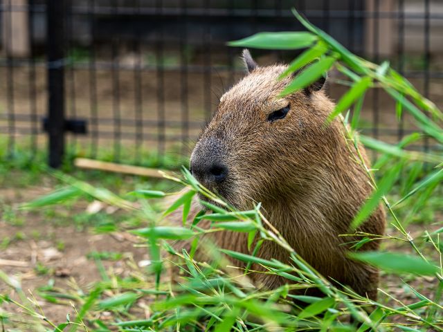 縁内で触れ合えるどうぶつ「カピバラ」さん★