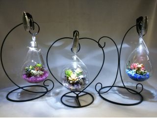 ナイトテラリウム