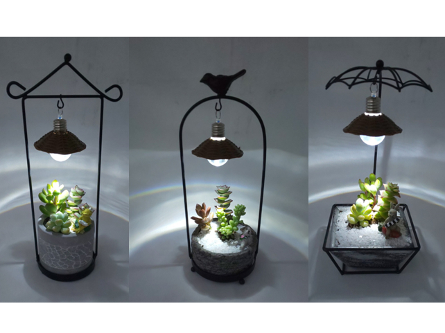 多肉植物【アジアンプランツのワークショップ♪】2023年1月6日カフェ・ワークシ...