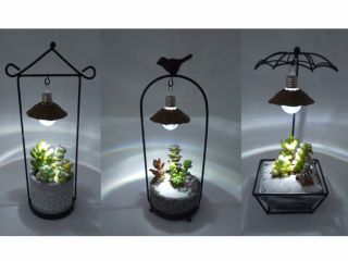 アジアンプランツ