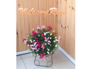 レンゲローズのリース