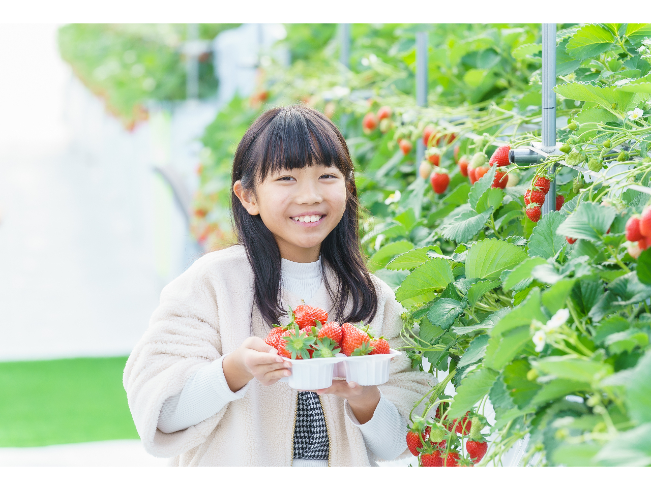 岐阜・瑞穂市・いちご狩り】〈2024年12月中旬～2025年4月6日〉3品種の