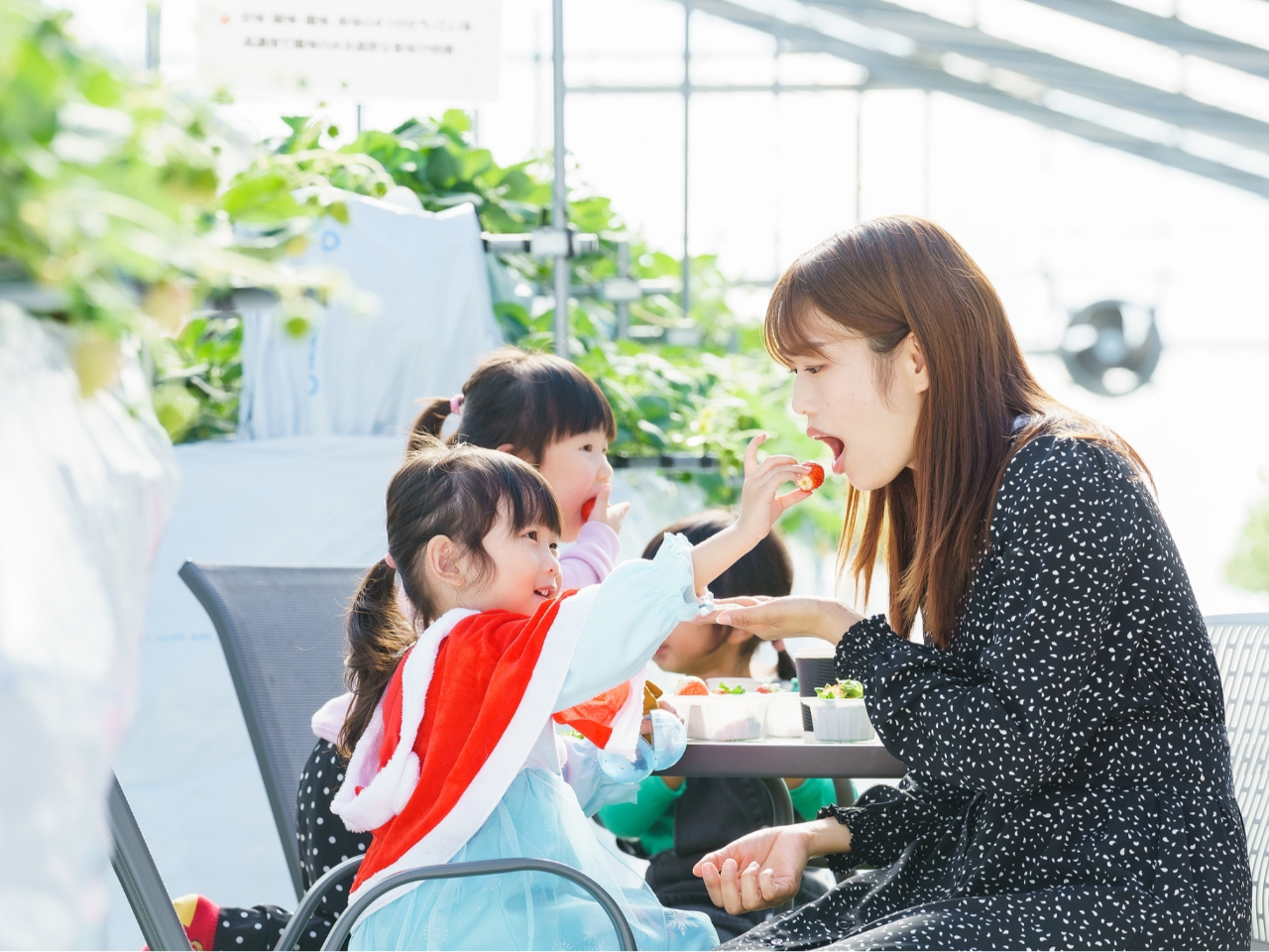 シーズン最後の大感謝祭！！！一律1,500円！！》3～4品種のいちごが45