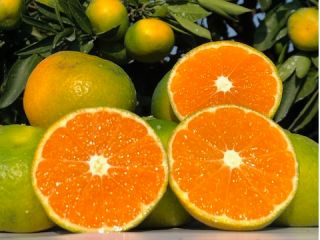 ♪♪秋の深まりとともに、味も甘さが増してきました。ぜひ、一度みかん狩り体験してみて下さい。 ♪♪(^^♪