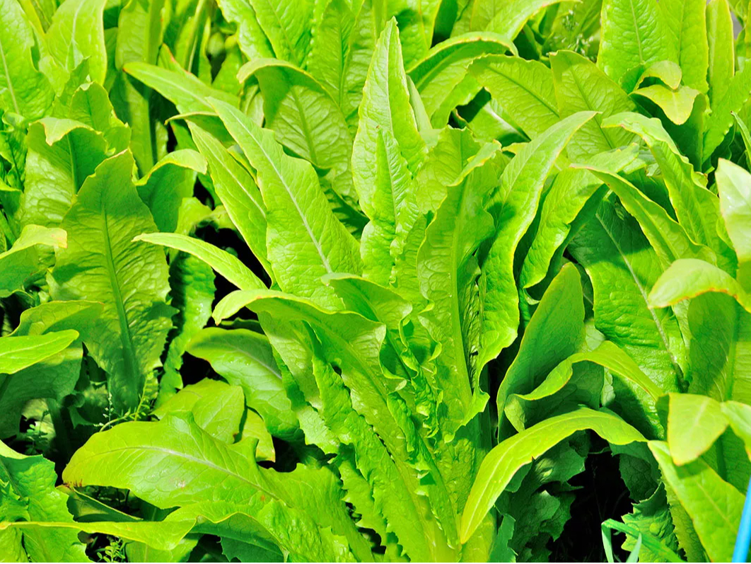 ɂĐYꂽHނɌhӂ\A{̑fޖ{̗ǂőɈoĂ܂