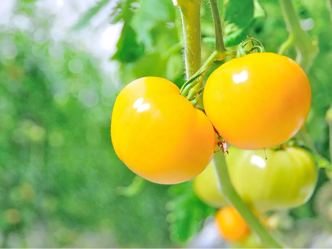 style kitcheńAY҂ƂqluȂv܂