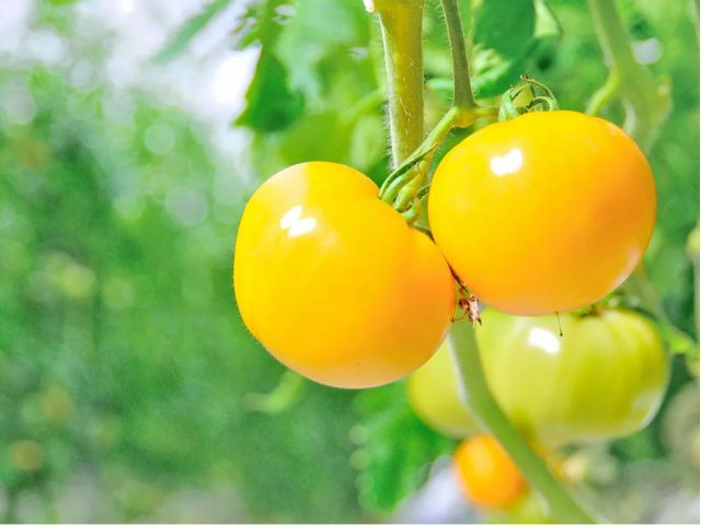 style kitchenは、生産者とお客様を「つなぎ」ます