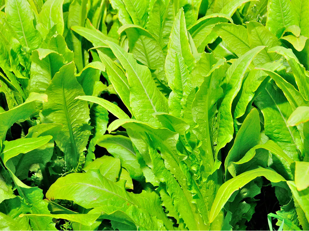 ɂĐYꂽHނɌhӂ\A{̑fޖ{̗ǂőɈoĂ܂