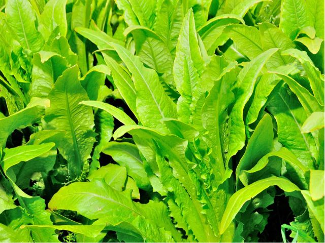 常にこだわって生産された食材に敬意を表し、旬の素材本来の良さを最大限に引き出していきます