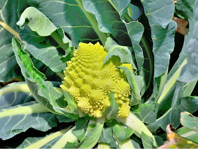 身体も心も健康で、幸せになるお料理を