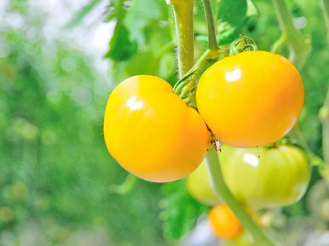 style kitcheńAY҂ƂqluȂv܂