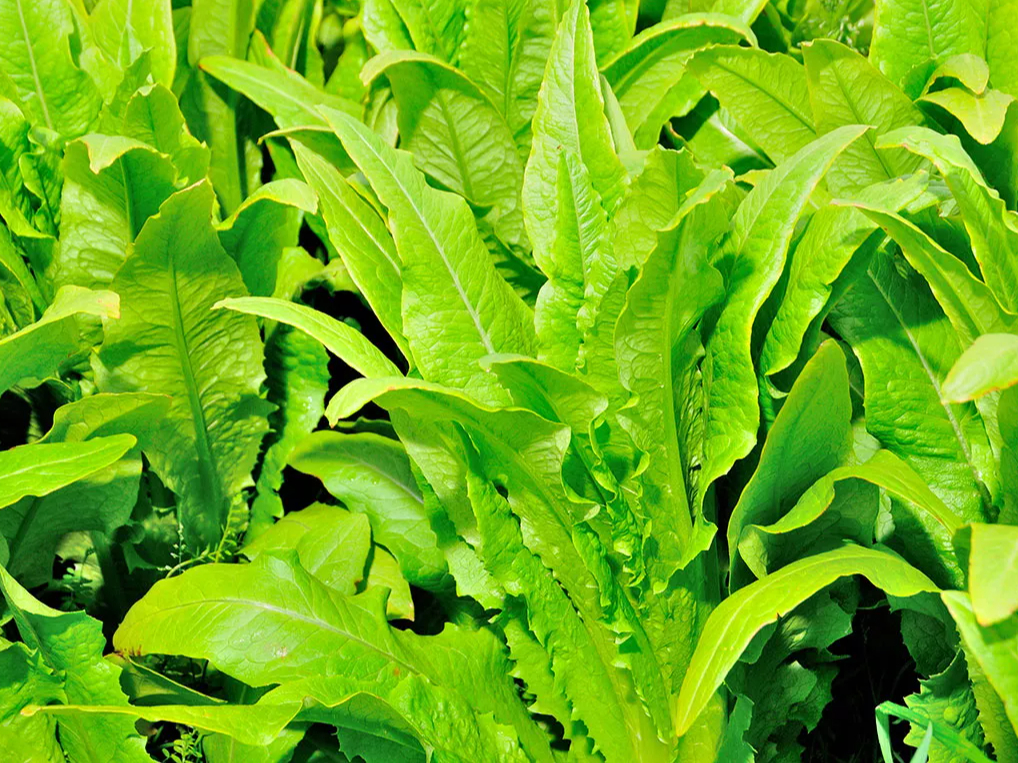 ɂĐYꂽHނɌhӂ\A{̑fޖ{̗ǂőɈoĂ܂