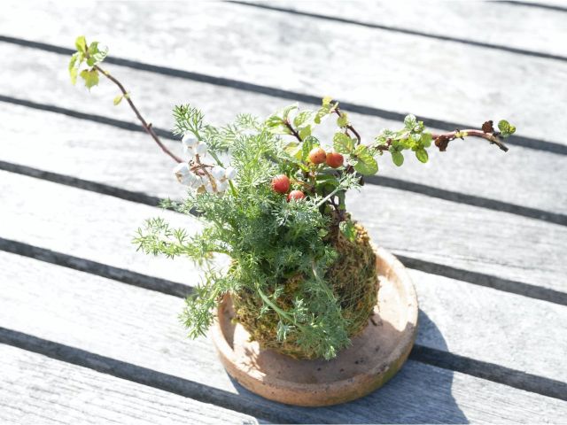 天然ハーブの苔玉作り体験 香川県 高松市 町家をイメージしたミニ複合施設 女性にオススメ 畔家 じゃらん遊び体験 天然ハーブの苔玉作り体験 香川県 高松市 町家をイメージしたミニ複合施設 女性にオススメ 畔家 じゃらん遊び体験