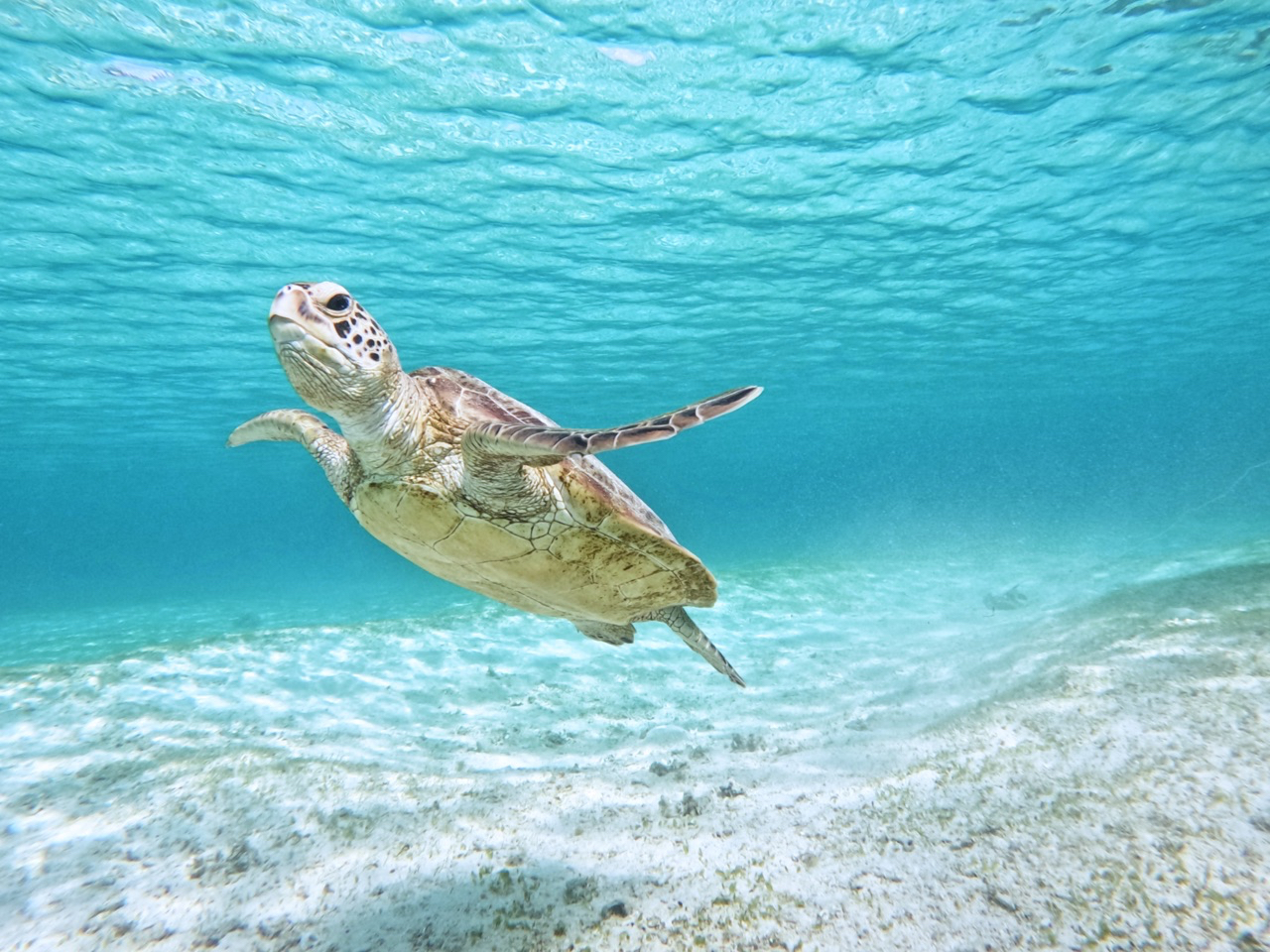 ウミガメを一緒に探そう!^_^