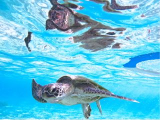 一緒にウミガメと泳ぎましょう♪