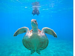 一緒にウミガメと泳ぎましょう♪