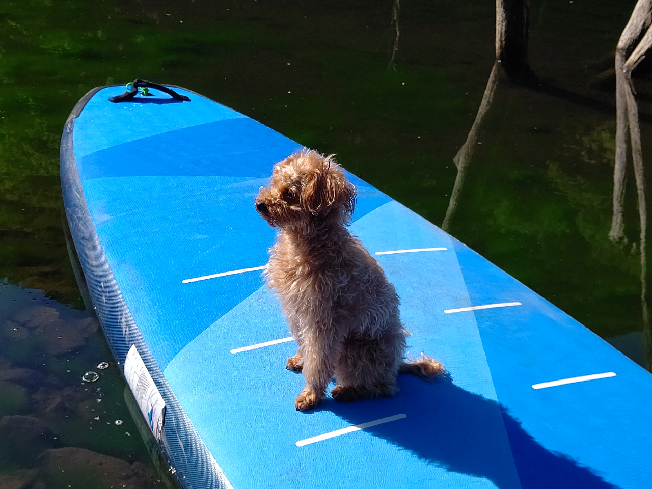 看板犬のリアンちゃんもSUP体験♪