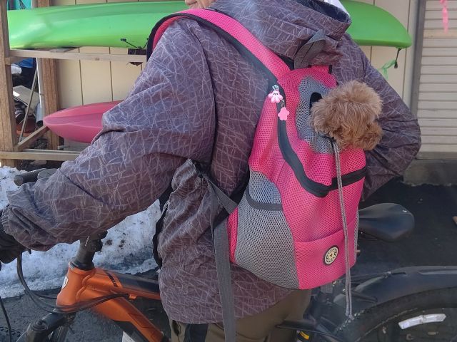看板犬のリアンちゃんと自転車散歩♪
