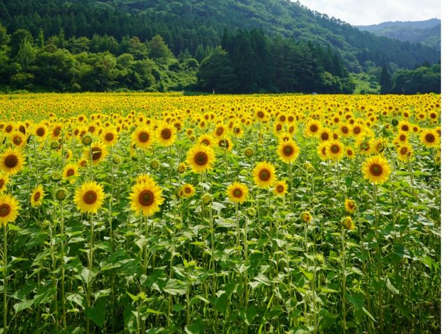 7月中旬から8月中旬までこの風景が楽しめます♪