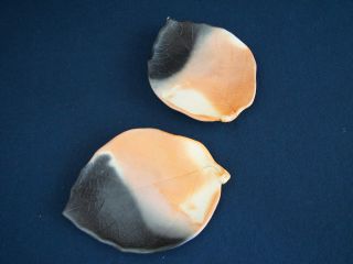 手びねりのお皿を作成していただきます