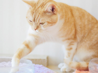 <平日フリータイムプラン>【猫&うさぎカフェ×春日】1日しっかり遊べる♪~女性・...