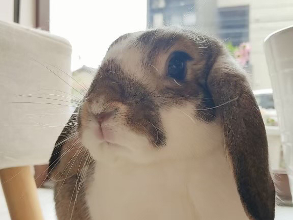 たれ耳うさぎのミミちゃんです。