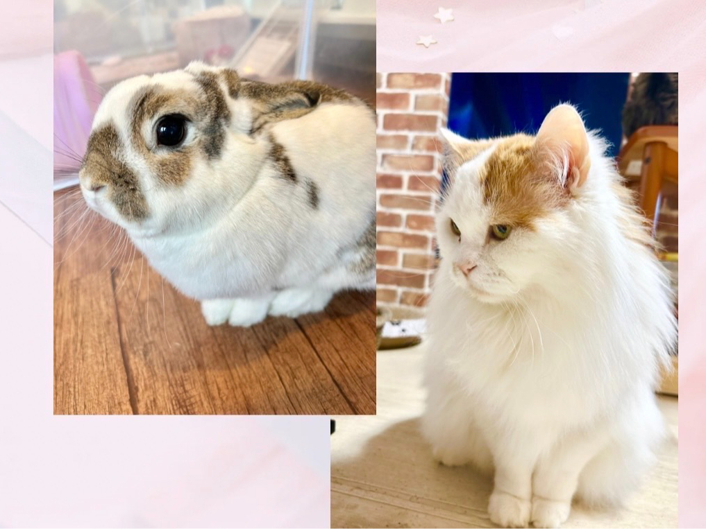 <平日1時間プラン>【猫&うさぎカフェ】楽しく遊べる♪~女性・カップル・ファミリ...