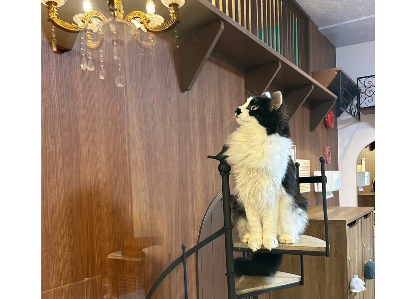 �T���ڂȏ��̎q�`���`�������