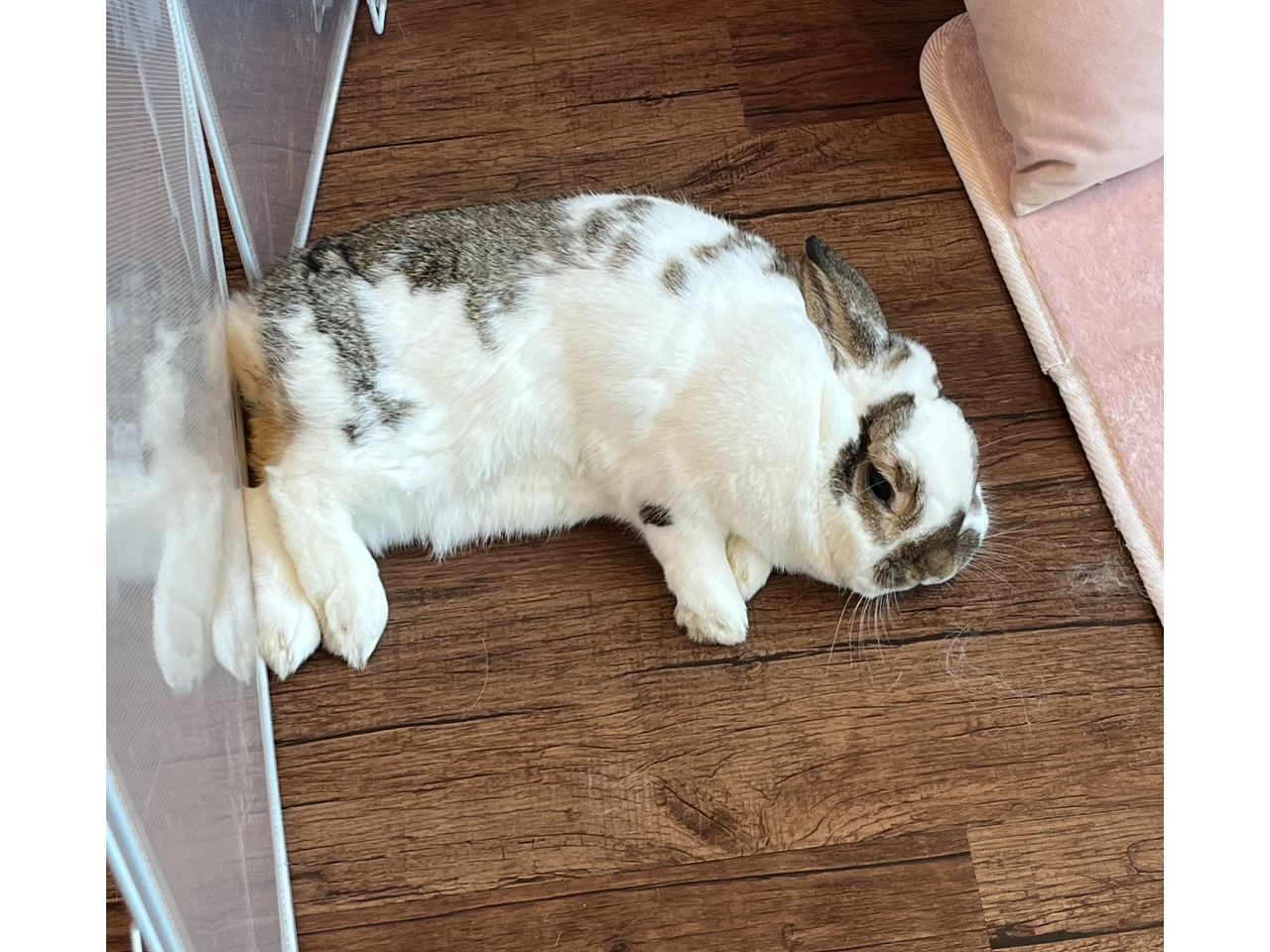 �x���S���������Ȑl�C�҂̃n�b�`�N�ł��B���ł���̑�D��