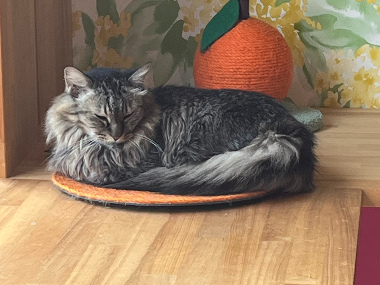 �P�l�A�����Q���ł��B