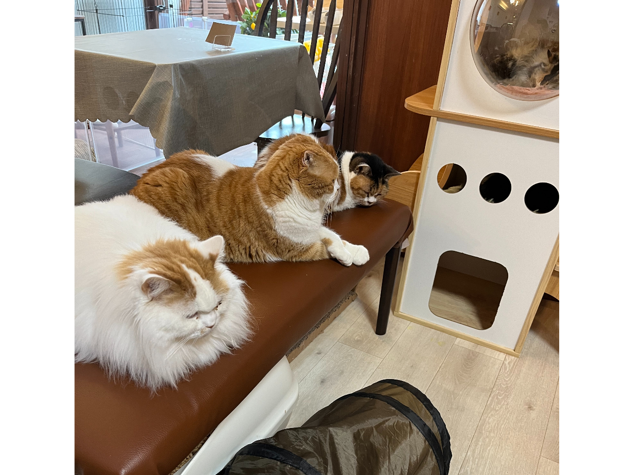 �I���B�A�l�������j��