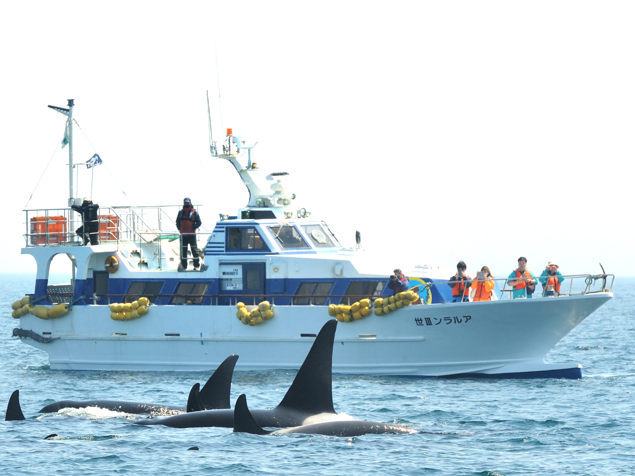 ☆羅臼沖☆クジラ・イルカ・シャチ・バードウォッチングクルーズ