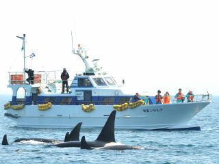 観光船アルラン3世とシャチの群れ