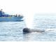 観光船アルラン3世と頭を出して潮を吹くマッコウクジラ