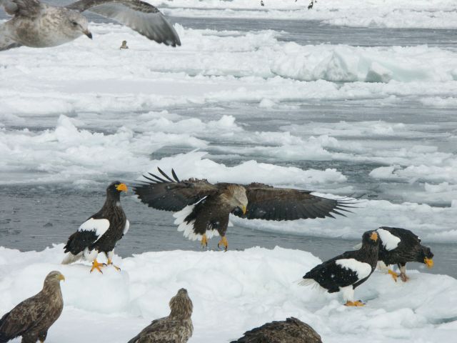 オオワシとオジロワシ